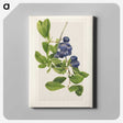 1-76_USDA-Watercolor-Fruit-Painting-Collection_canvas
