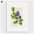 1-76_USDA-Watercolor-Fruit-Painting-Collection_picture