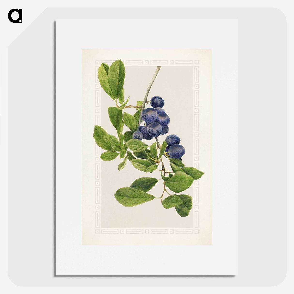 1-76_USDA-Watercolor-Fruit-Painting-Collection_picture