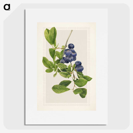 1-76_USDA-Watercolor-Fruit-Painting-Collection_picture