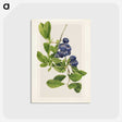 1-76_USDA-Watercolor-Fruit-Painting-Collection_postcard
