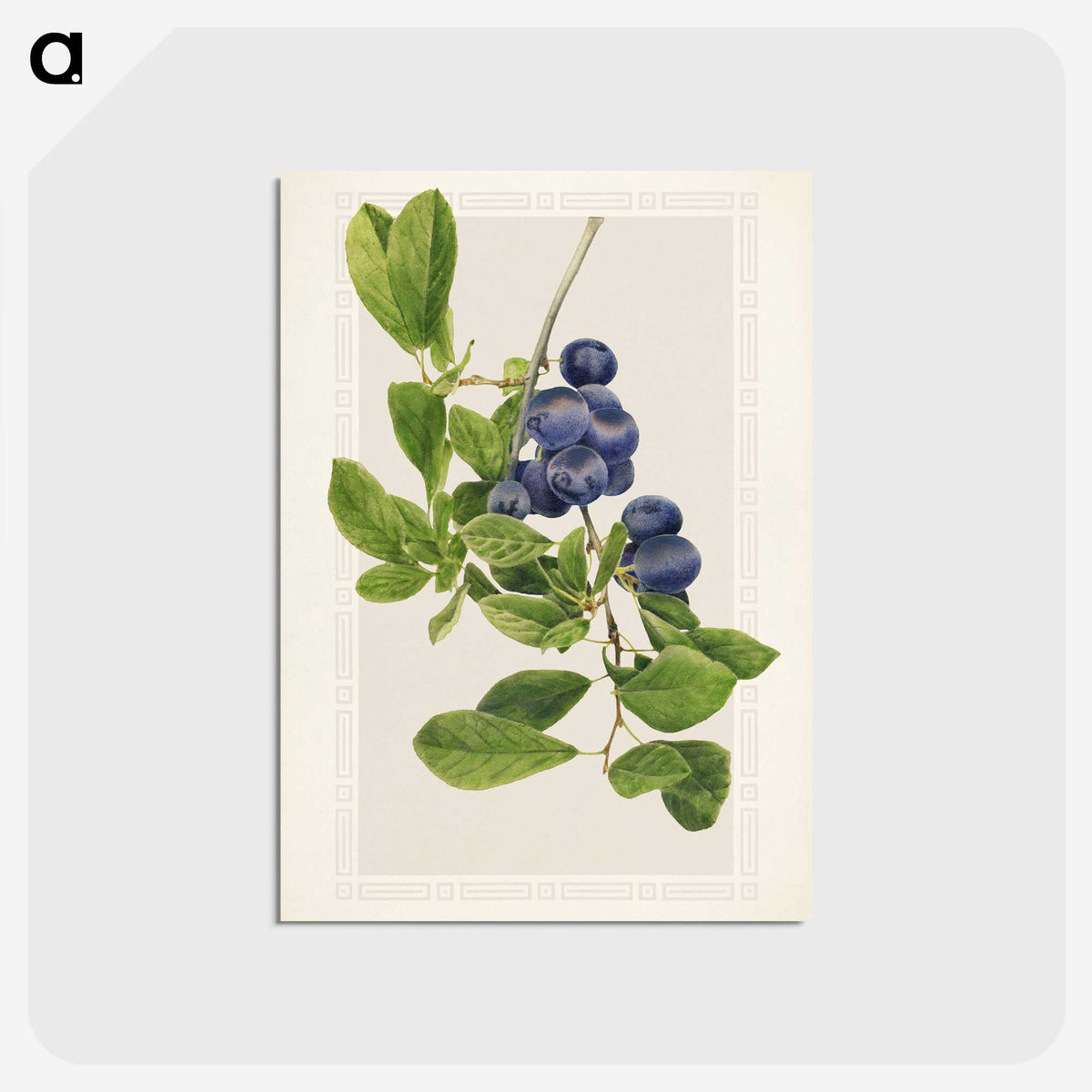 1-76_USDA-Watercolor-Fruit-Painting-Collection_postcard