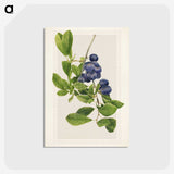 1-76_USDA-Watercolor-Fruit-Painting-Collection_postcard