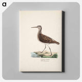 Green sandpiper - ヴィルヘルム フォン ライト Canvas.