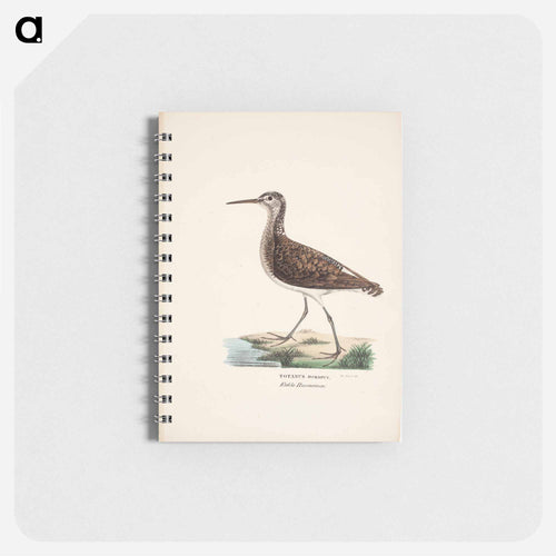 Green sandpiper - ヴィルヘルム フォン ライト Memo.