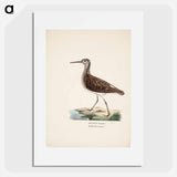 Green sandpiper - Wilhelm von Wright Poster.