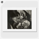 1-77_Alfred-Stieglitz_picture