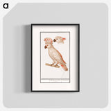 Salmon-crested cockatoo - アンセルムス ボエティウス デ ブート Poster.