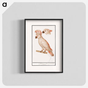 アートポスター-Salmon-crested cockatoo - アンセルムス ボエティウス デ ブート Poster.