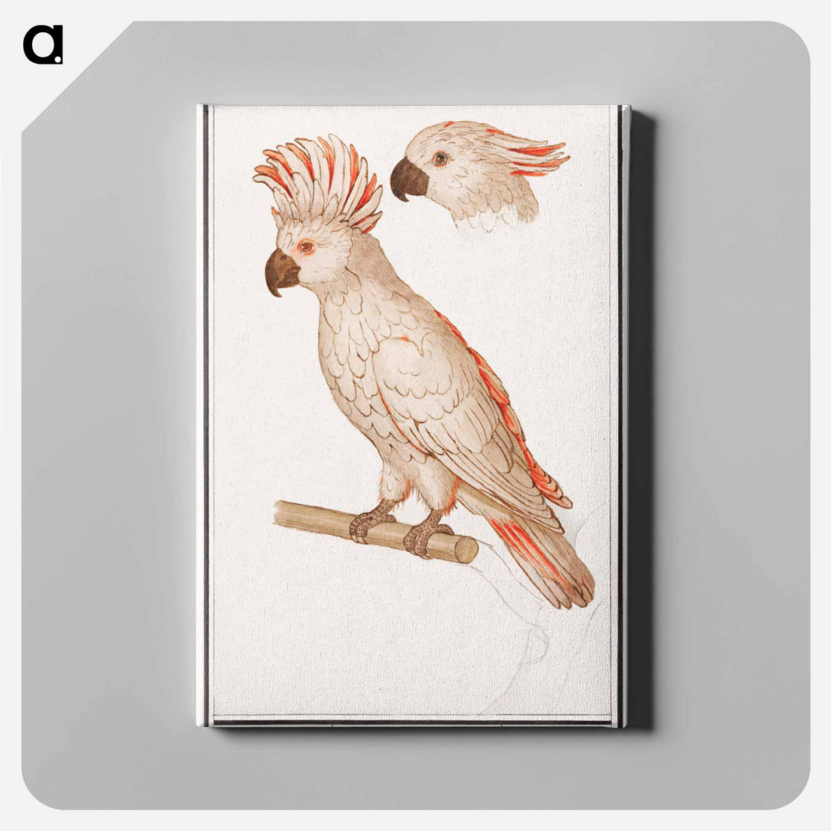 Salmon-crested cockatoo - アンセルムス ボエティウス デ ブート Canvas.
