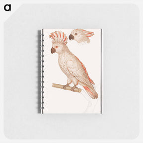 アートメモ帳-Salmon-crested cockatoo - アンセルムス ボエティウス デ ブート Memo.