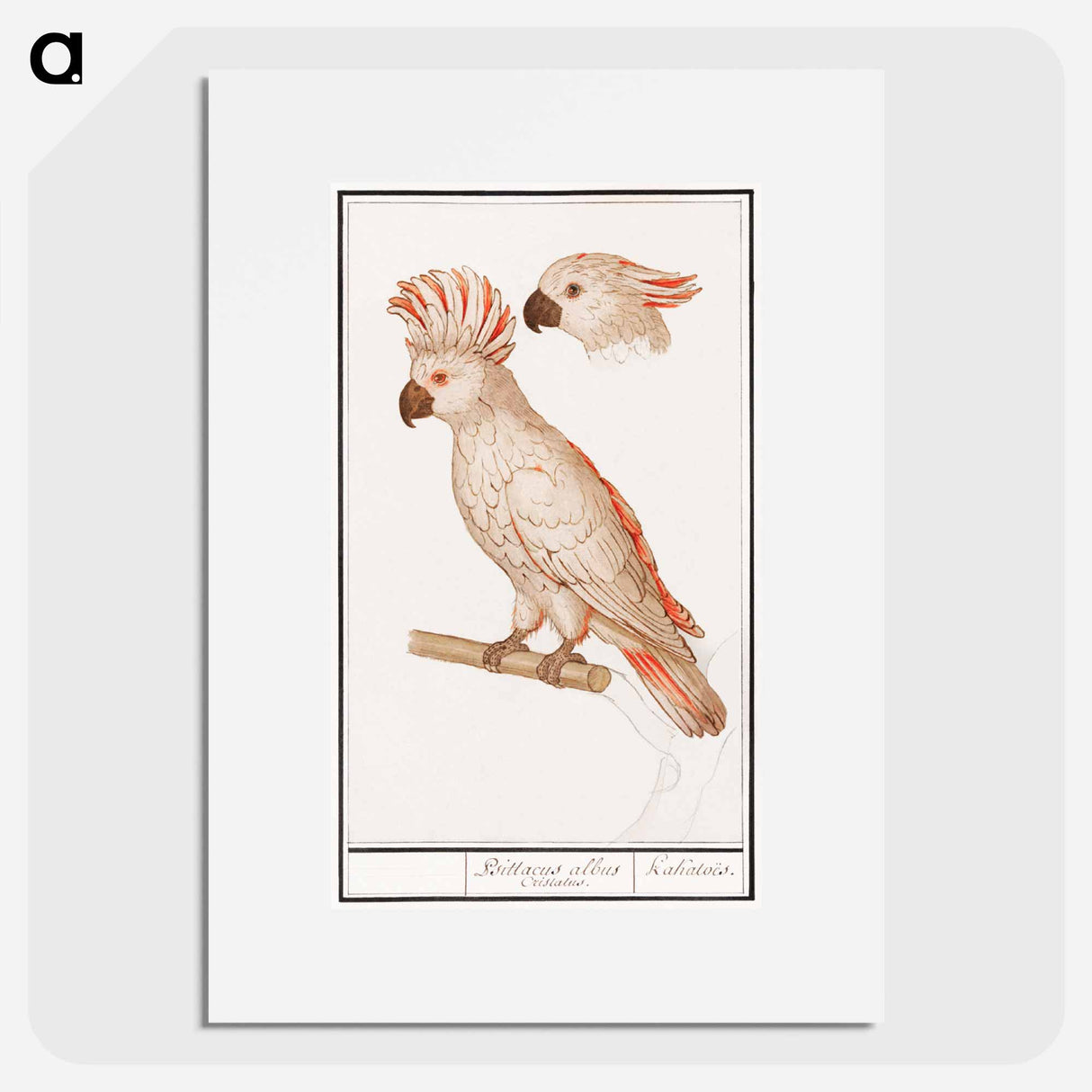 Salmon-crested cockatoo - アンセルムス ボエティウス デ ブート Poster.