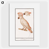 Salmon-crested cockatoo - アンセルムス ボエティウス デ ブート Poster.