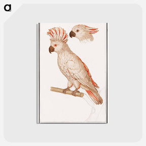 アートポストカード-Salmon-crested cockatoo - アンセルムス ボエティウス デ ブート Postcard.