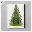 1-77_Botanical-Specimen-Plates_canvas