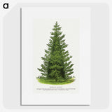 1-77_Botanical-Specimen-Plates_picture