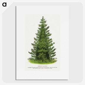 1-77_Botanical-Specimen-Plates_picture