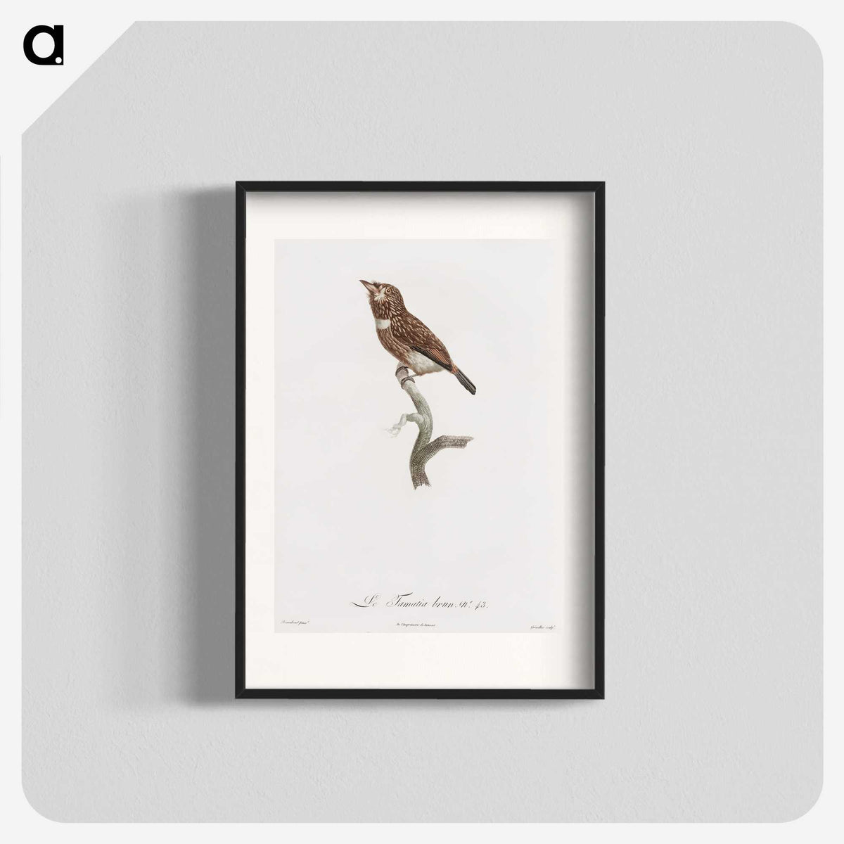 1-77_Des-Oiseaux-de-Paradis_blk