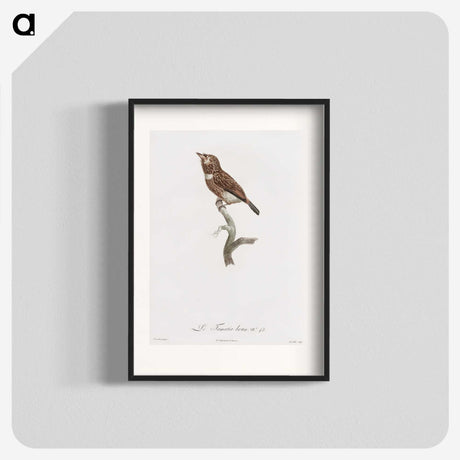 1-77_Des-Oiseaux-de-Paradis_blk