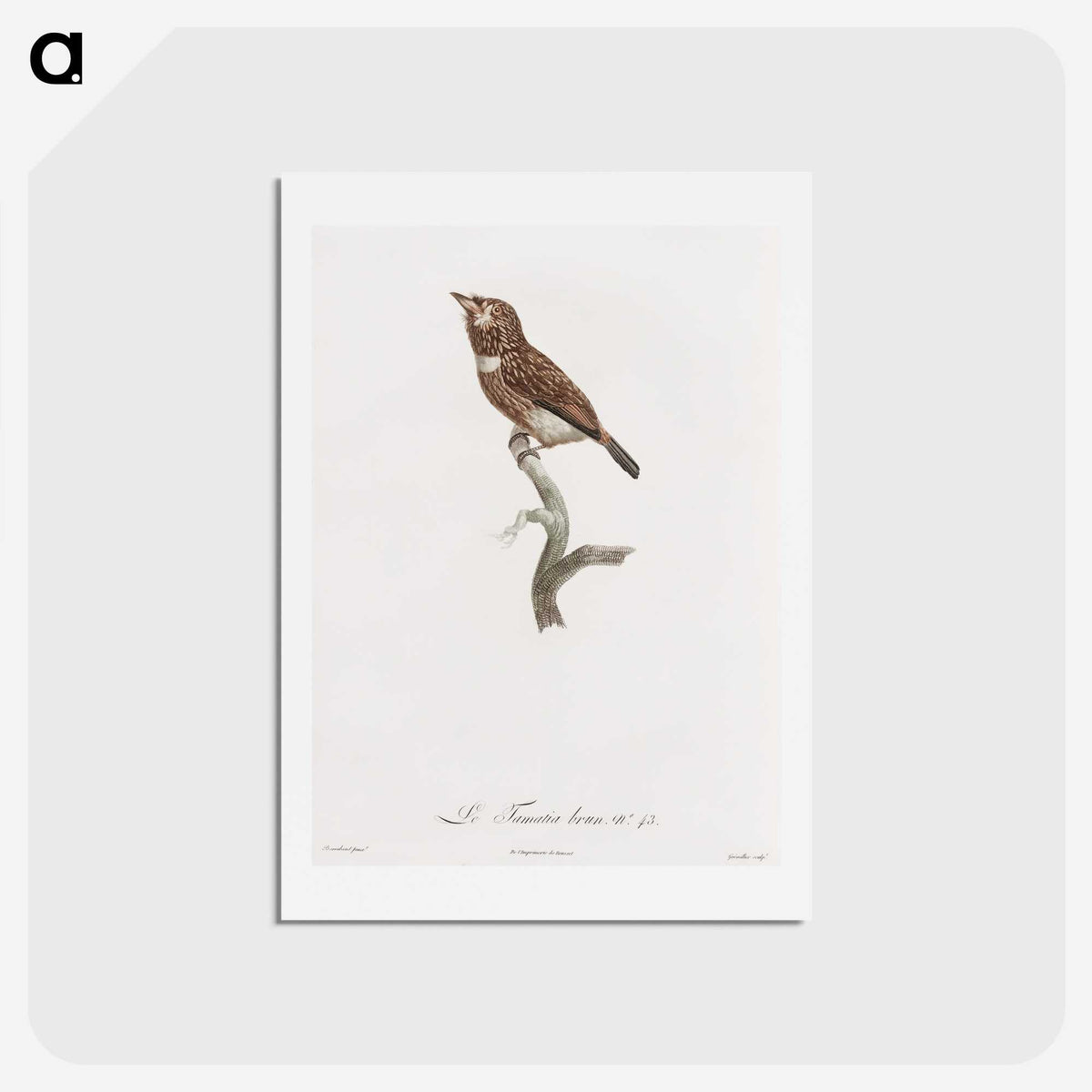 1-77_Des-Oiseaux-de-Paradis_hagaki