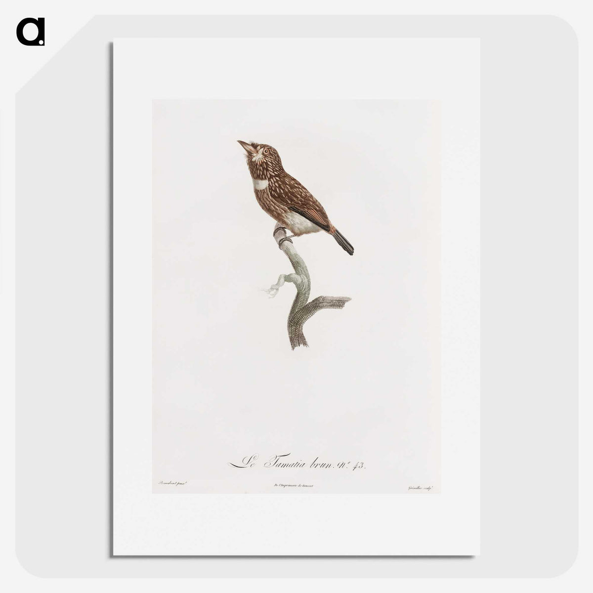 1-77_Des-Oiseaux-de-Paradis_picture