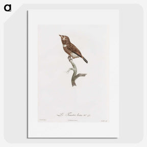 1-77_Des-Oiseaux-de-Paradis_picture