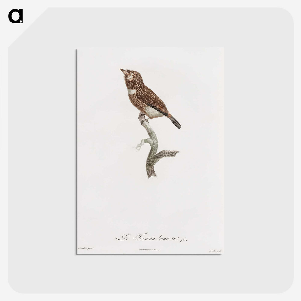 1-77_Des-Oiseaux-de-Paradis_postcard