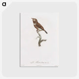 1-77_Des-Oiseaux-de-Paradis_postcard