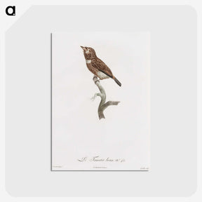1-77_Des-Oiseaux-de-Paradis_postcard