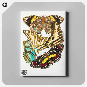 アートパネル-E.A. Séguy's vintage butterflies - E.A.セギー Canvas.