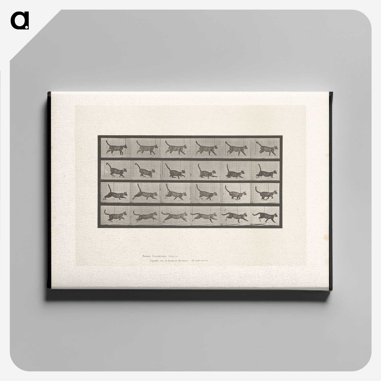 1-77_Eadweard-Muybridge_canvas