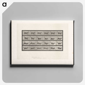 1-77_Eadweard-Muybridge_canvas