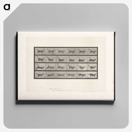 1-77_Eadweard-Muybridge_canvas