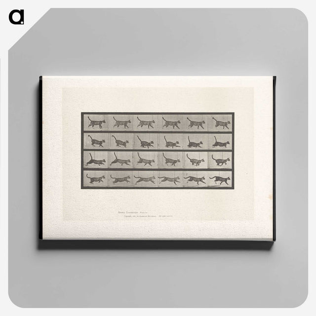 1-77_Eadweard-Muybridge_canvas