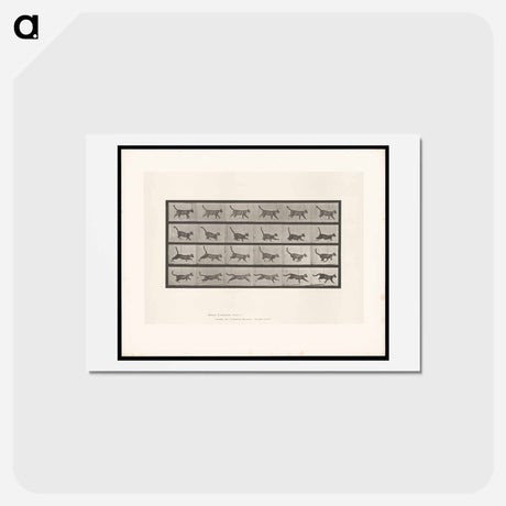 アートポストカード-Running Cat
 - エドワード マイブリッジ Postcard.