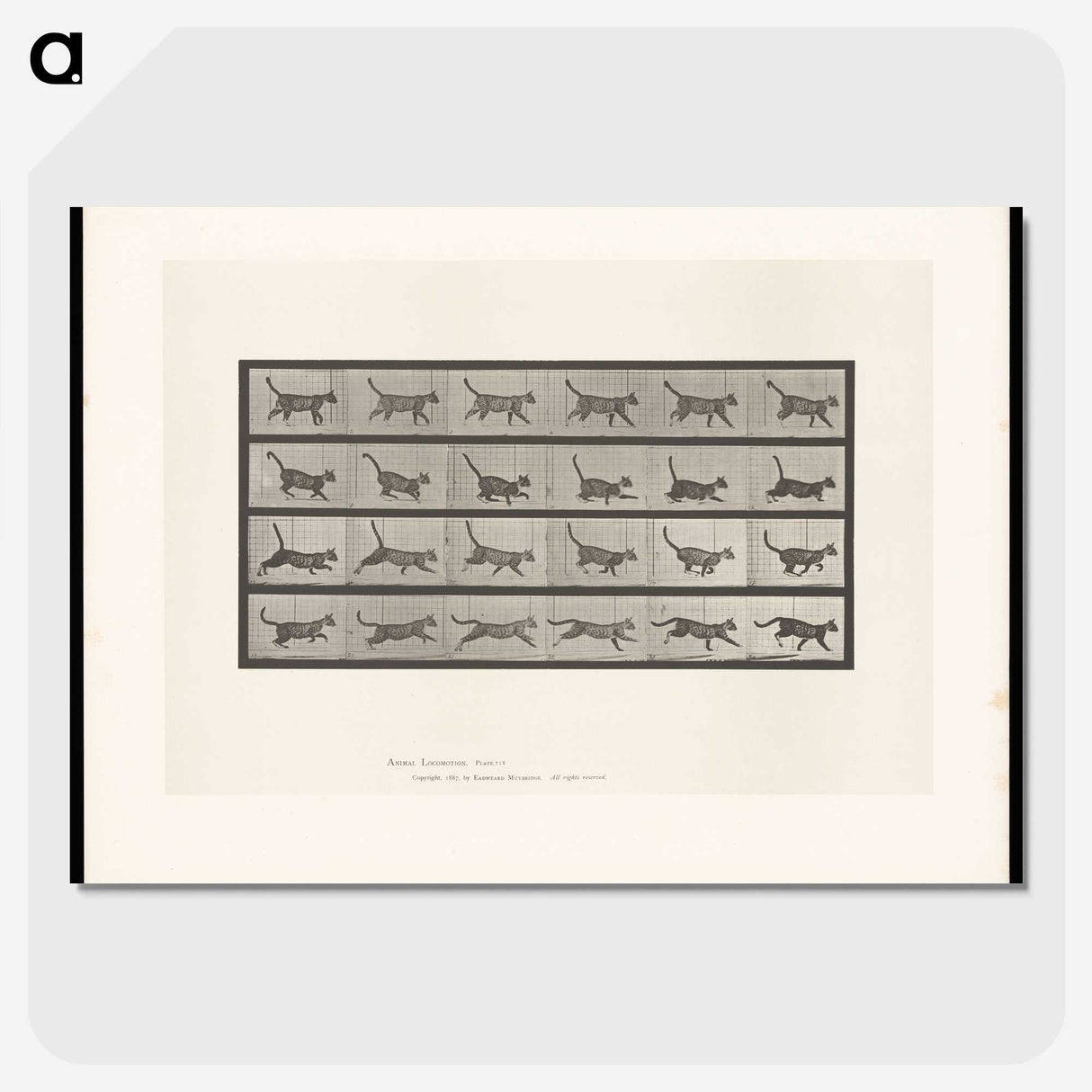 1-77_Eadweard-Muybridge_picture-crop