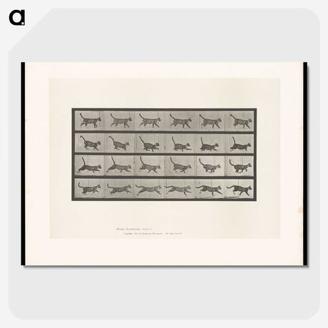 1-77_Eadweard-Muybridge_picture-crop
