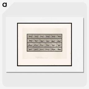 1-77_Eadweard-Muybridge_picture