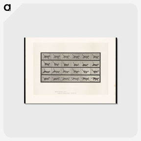1-77_Eadweard-Muybridge_postcard
