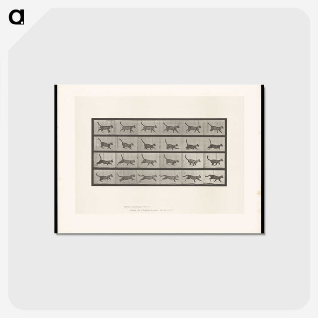 1-77_Eadweard-Muybridge_postcard