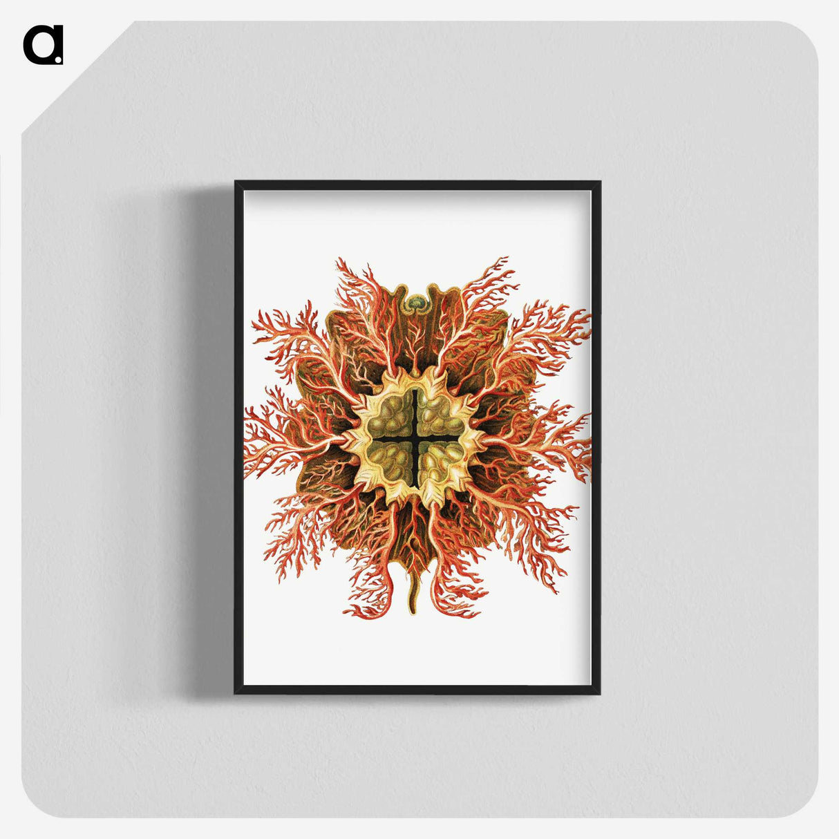 1-77_Ernst-Haeckel_blk-crop
