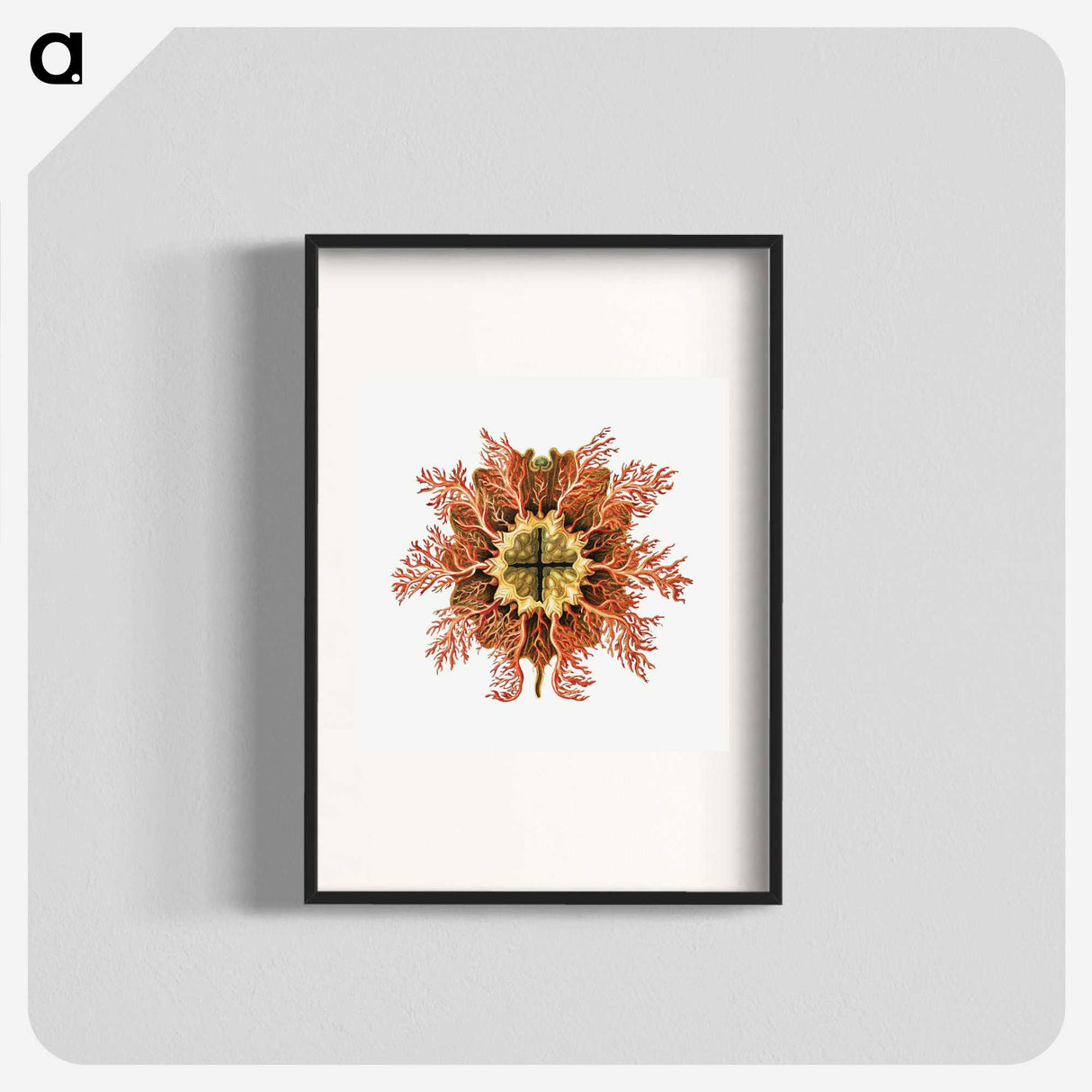 1-77_Ernst-Haeckel_blk