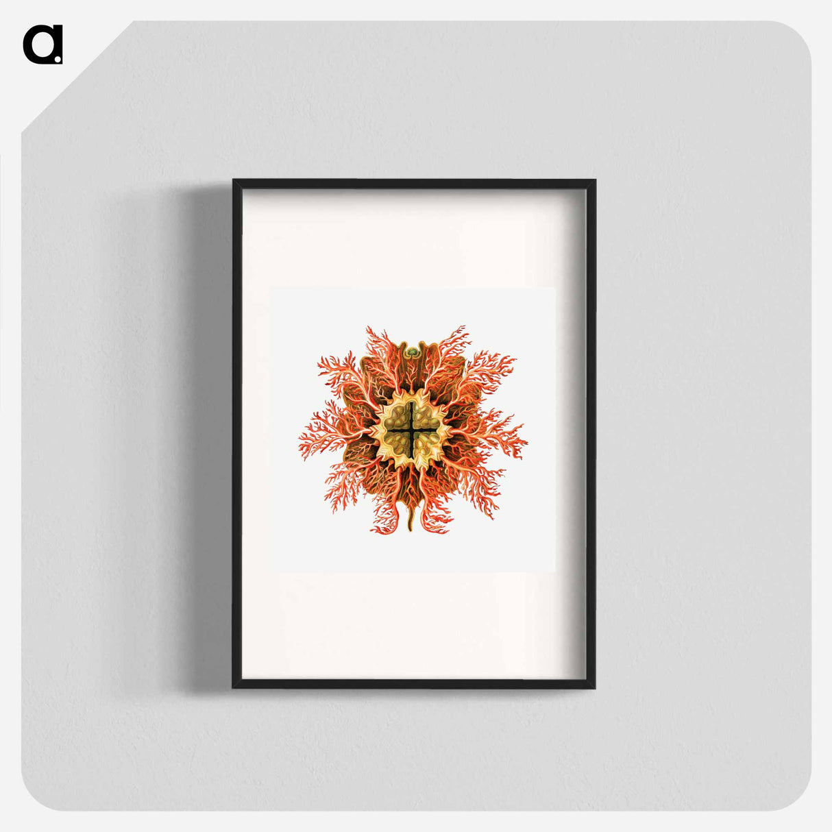 Colorful vintage tunicate illustration - エルンスト ヘッケル Poster.