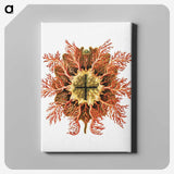 1-77_Ernst-Haeckel_canvas
