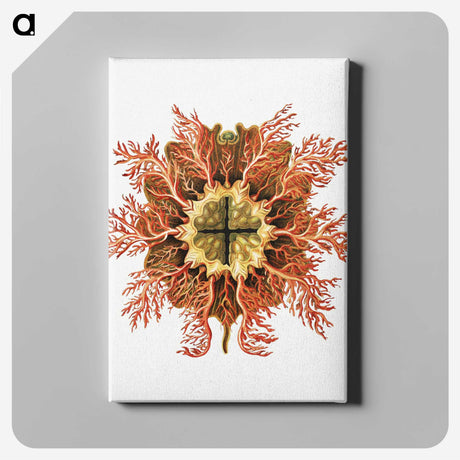 1-77_Ernst-Haeckel_canvas