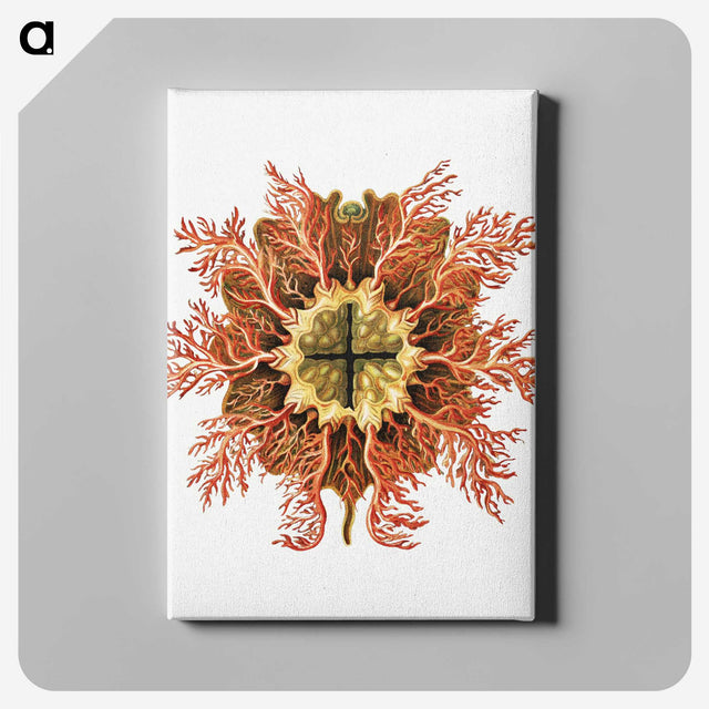 1-77_Ernst-Haeckel_canvas