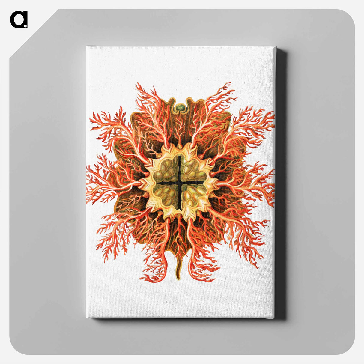 Colorful vintage tunicate illustration - エルンスト ヘッケル Canvas.