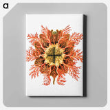 Colorful vintage tunicate illustration - エルンスト ヘッケル Canvas.