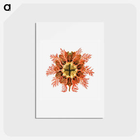 アートポストカード-Colorful vintage tunicate illustration - エルンスト ヘッケル Postcard.