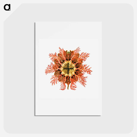 アートポストカード-Colorful vintage tunicate illustration - エルンスト ヘッケル Postcard.